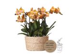 Colibrì Orchidee Arancioni Set Di Orchidee In Cesto Di Canne Serbatoio D'acqua Tre Orchidee Arancioni Las Vegas 12Cm