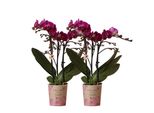 Colibrì Orchidee Combi Di 2 Orchidee Phalaenopsis Viola Morelia Vaso Dimensioni 9Cm Fioritura Pianta D'appartamento Fresco Dal Coltivatore