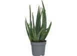 Aloe Vera - Aloe Barbadensis - Altezza 25-40Cm - ⌀10,5Cm
