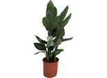 Trendyplants - Strelitzia Reginae - Fiore Dell'uccello Del Paradiso - Pianta D'appartamento - Altezza 90-110 Cm - Dimensione Vaso Ø19Cm