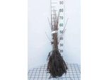 10 X Acer Campestre - Acero Campestre 40- 60 Cm - Radice Nuda