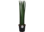 Sansevieria Cylindrica Dritta Circa 70 Cm - Canapa Arcuata, Lingua Di Suocera, Pianta D'appartamento Che Purifica L'aria Per Migliorare L'aria Degli Ambienti Interni