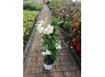 Mandevilla Bianca 30-40 Cm - Dipladenia In Vaso Da 10 Cm - Pianta Fiorita Esotica Per Balcone, Terrazza E Giardino, Rampicante E Facile Da Curare