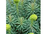 6 X Euforbia Mediterranea - Euphorbia Characias 'Wulfenii' | Vaso 9 Cm X 9 Cm