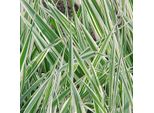 6 X Phalaris Arundinacea 'Picta' | Vaso 9 Cm X 9 Cm