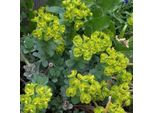 6 X Euforbie - Euphorbia Myrsinites | Vaso 9Cm X 9Cm