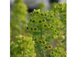 6 X Euforbia Mediterranea - Euphorbia Characias 'Black Pearl' | Vaso 9Cm X 9Cm