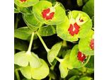 6 X Euforbia Bastarda - Euphorbia Martinii | Vaso 9Cm X 9Cm