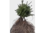 10 X Abies Grandis - Abete Costiero 30-40 Cm - Alberi A Radice Nuda