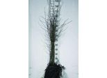 10 X Betula Pubescens - Betulla Bianca 60-90 Cm - Radice Nuda