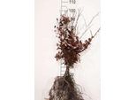10 X Fagus Sylv. 'Atropunicea' - Faggio Ramato 40- 60 Cm - Radice Nuda