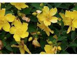 10 X Hypericum Hybr. 'Hidcote' - Johanniskraut, Leuchtend Gelb 30- 40 Cm - Wurzelnackt