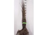 10 X Ligustrum Vulg. 'Lodense' - Ligustro, Ligustro 40-60 Cm - Radice Nuda