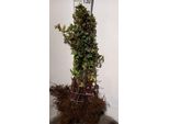10 X Physocarpus Opulifolius - Pino Vescicante 40- 60 Cm - Radice Nuda
