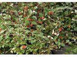 10 X Cotoneaster Franchetii - Nespolo Da Frutto 40- 60 Cm - Radice Nuda