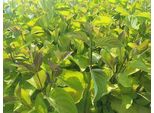10 X Cornus Alba 'Aurea' - Corniolo 40- 60 Cm Radice Nuda