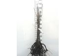 10 X Quercus Rubra ( Borealis) - Quercia Americana 60-90 Cm A Radice Nuda
