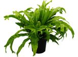 Asplenium Nidus Chrissie Varietà Di Felci Speciali Per La Stanza Felce Nido Vaso Da 17 Cm Altezza Circa 30-40 Cm