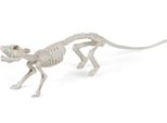 Scheletro Ratto Decorazione Di Halloween Bianco 16X23Cm - Taglia Unica