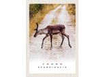 Vianmo Insegna In Legno 30X20 Cm Skandinawien Hirsch Natur Weg