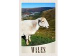 Vianmo Insegna In Legno 30X20 Cm Wales United Kingdom Schaf Wiese Natur