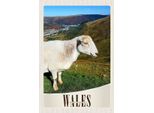 Vianmo Insegna In Legno 18X12 Cm Wales United Kingdom Schaf Wiese