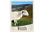 Vianmo Insegna In Legno 40X30 Cm Wales United Kingdom Schaf Wiese Natur