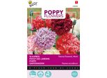 Buzzy Poppy Fiori Papavero Paeoniflorum Gef. Mix. Semi - Circa 1 Gr | Buzzy_080860