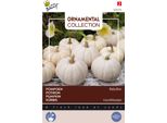 Semi Di Zucca Ornamentale Buzzy Baby Boo - Circa 1 Gr | Buzzy_024774