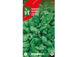 Semi Di Spinaci Giganti Invernali - Circa 14 Gr | VT_620