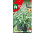 Semi Di Salvia - Circa 1 Gr | VT_2969