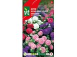 Semi Di Aster Reine Naine - Circa 0,75 Gr | VT_722