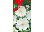 Semi Di Cosmea Blanc - Circa 1 Gr | VT_764