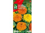 Semi Di Tagetes Sierra Giallo-Arancio - Circa 1 Gr | VT_874