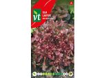 Semi Di Insalata Rossa Lettuce Pickle - Circa 2 Gr | VT_571