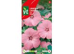 Semi Di Rosa Lavatere - Circa 0,75 Gr | VT_796