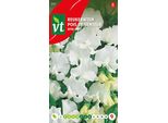 Semi Di Pisello Bianco Reale - Circa 3 Gr | VT_847