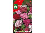 Semi Di Garofano Doppi - Circa 0,75 Gr | VT_771
