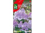 Semi Di Lavanda Profumata - Circa 3 Gr | VT_839