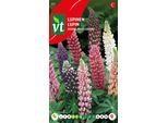 Semi Di Lupino Colori Misti - Circa 1 Gr | VT_807