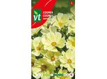 Semi Di Cosmee Xanthos - Circa 1 Gr | VT_765