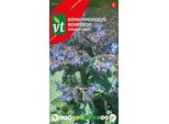 Semi Di Cetriolo - Circa 1,5 Gr | VT_2951