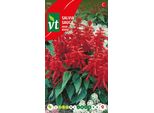 Semi Di Salvia Splendens Red - Circa 0,5 Gr | VT_852