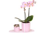 Set Regalo Orchidea 'Pink S' - Phalaenopsis - Altezza 30Cm