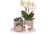 Set Regalo Orchidea 'White Tray Xl' - Phalaenopsis - Altezza 35Cm