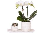 Set Regalo Orchidea 'Marble S' - Phalaenopsis - Altezza 30Cm