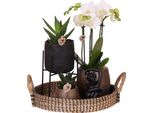 Set Regalo Orchidea 'Copper Xl' - Phalaenopsis - Altezza 35Cm