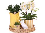 Set Regalo Orchidea 'Yellow Xl' - Phalaenopsis - Altezza 35Cm