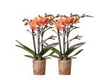 Kolibri Orchidee Combi Di 2 Orchidee Phalaenopsis Arancioni Bolzano Dimensioni Vaso 9Cm Pianta Da Appartamento Fiorita Fresca Dal Coltivatore