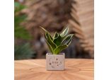 Vasi Per Piante Congreetz® Con Sansevieria - Il Regalo Di Benvenuto Perfetto Per Ogni Occasione!